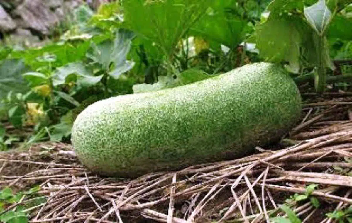 Manfaat Buah Bligo