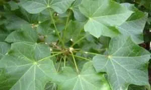 Manfaat Daun Jarak
