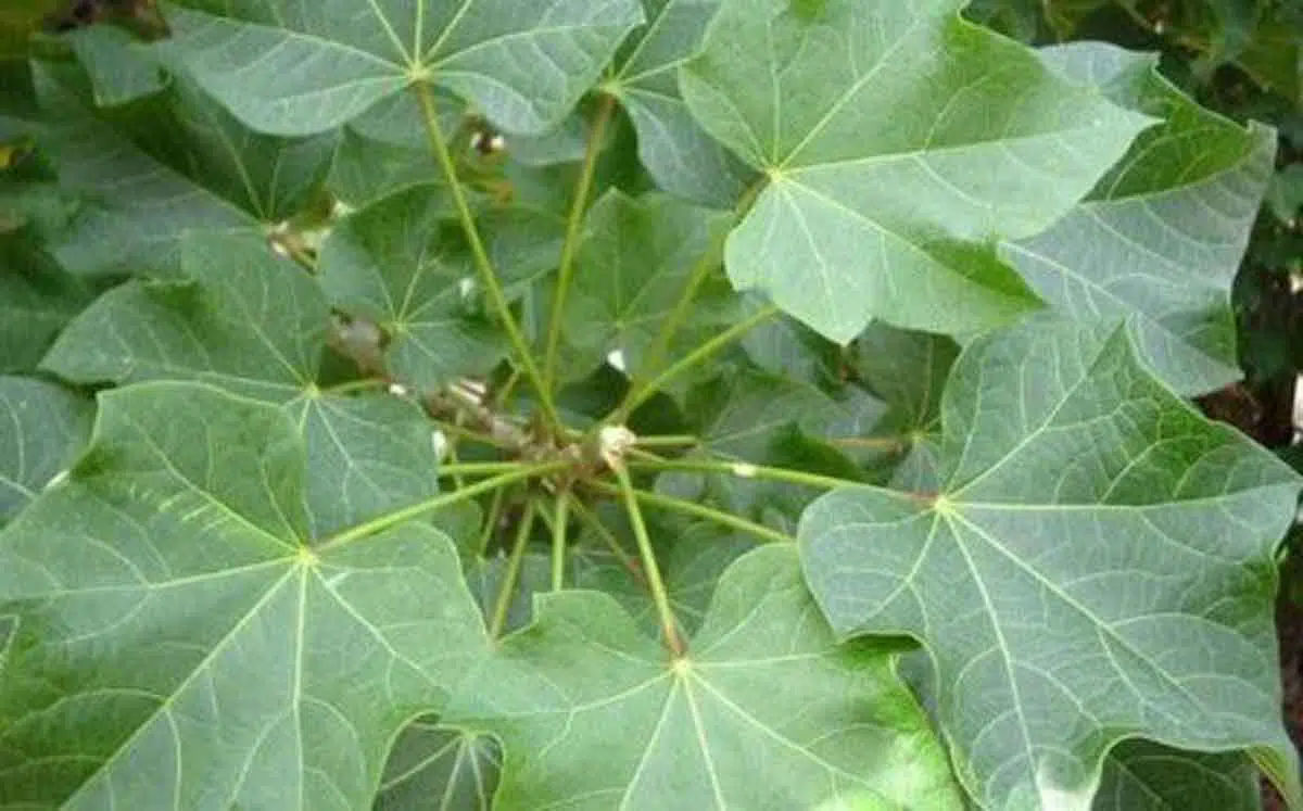 Manfaat Daun Jarak