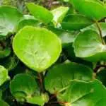Manfaat Daun Mangkokan, Obat Berbagai Keluhan Kesehatan