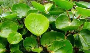 Manfaat-Daun-Mangkokan