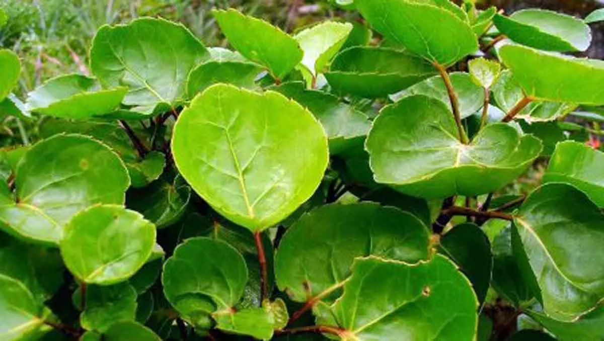 Manfaat Daun Mangkokan, Obat Berbagai Keluhan Kesehatan