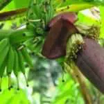 Manfaat Jantung Pisang untuk Kesehatan Tubuh