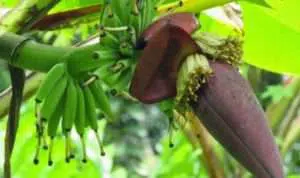 Manfaat Jantung Pisang untuk Kesehatan Tubuh