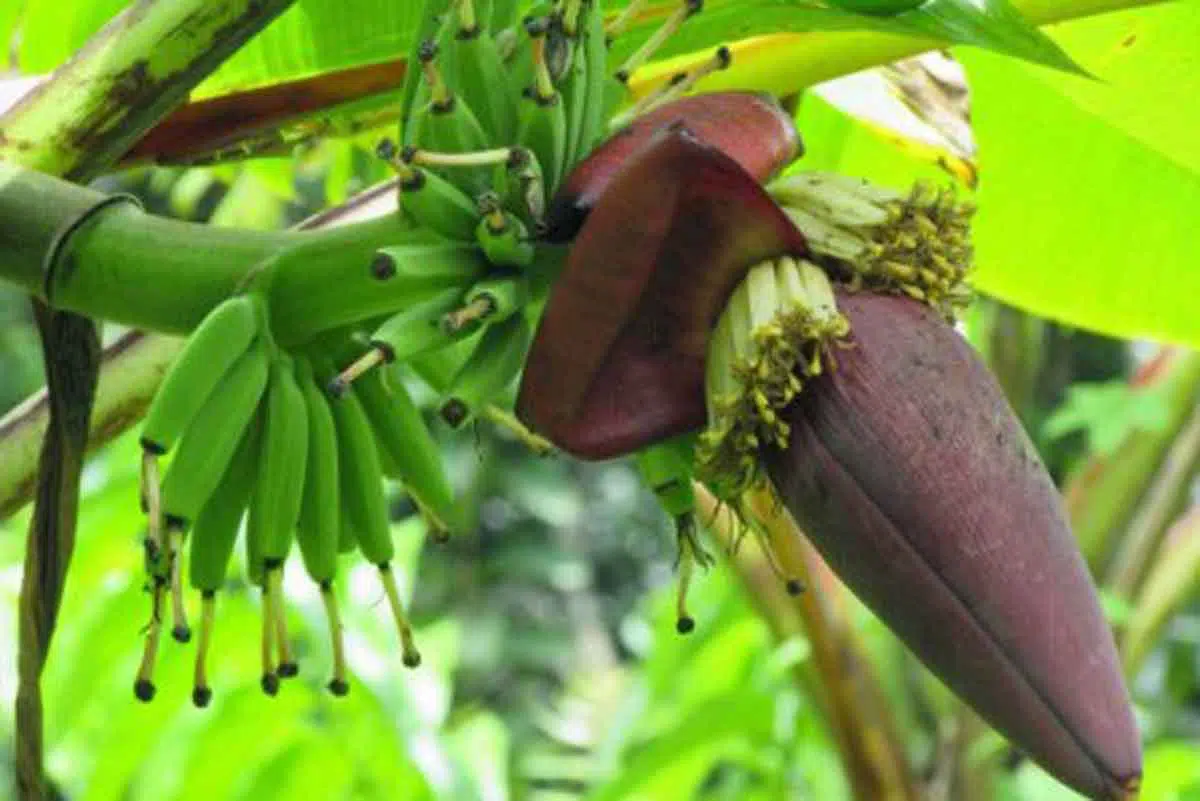 Manfaat Jantung Pisang
