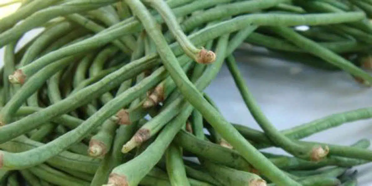 5 Manfaat Kacang Panjang Bagi Kesehatan Dan Kecantikan - Portalmadura.com Manfaat Kacang Panjang
