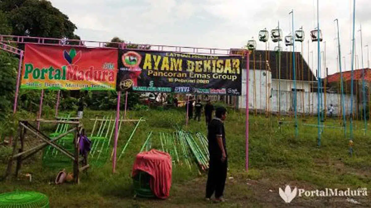 Lomba Seni Suara Ayam Bekisar, Cara Kemari Sumenep Dongkrak Harga Jual