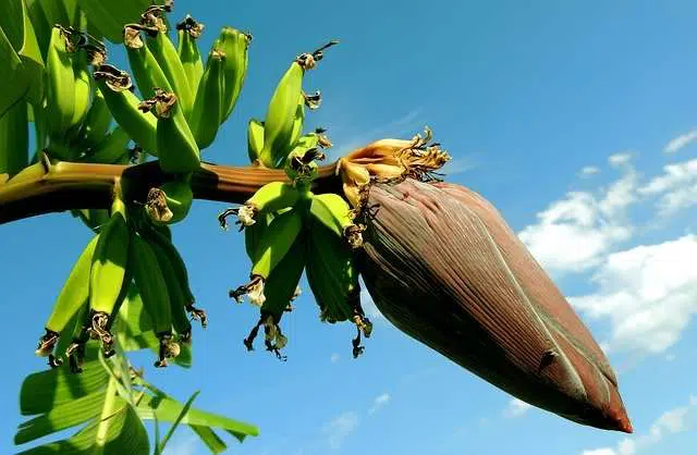 jantung pisang khasiat dan manfaat