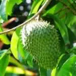9 Khasiat Daun Sirsak Bagi Perawatan Kecantikan