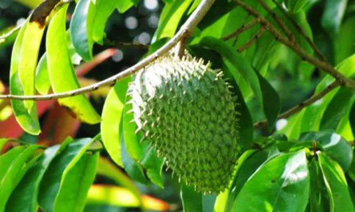 9 Khasiat Daun Sirsak Bagi Perawatan Kecantikan