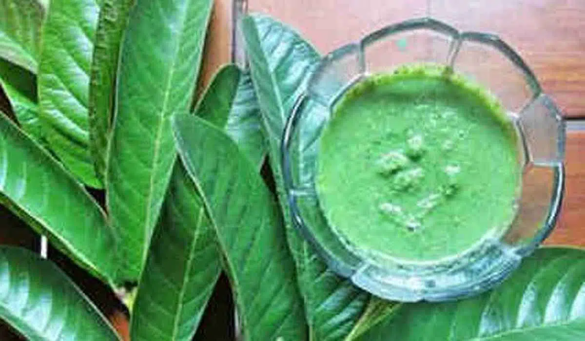 masker daun sirsak flek hitam berikut Khasiat Daun Sirsak