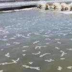 Tambak Udang Ilegal Ditutup Paksa