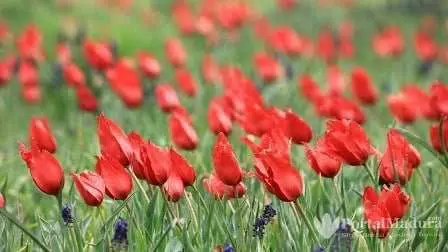 Tulip Merah 4