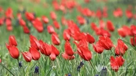 Tulip Merah 4