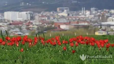 Tulip Merah 6
