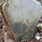 Beragam Motif, Batu Nisan Bunga Teratai & Tahun Arab Pegon Warnai Penemuan Makam Kuno di Batang-batang Sumenep