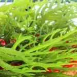 7 Manfaat Rumput Laut Bagi Wajah