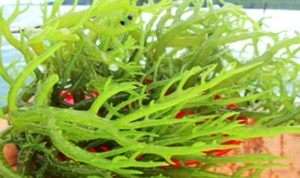 7 Manfaat Rumput Laut Bagi Wajah