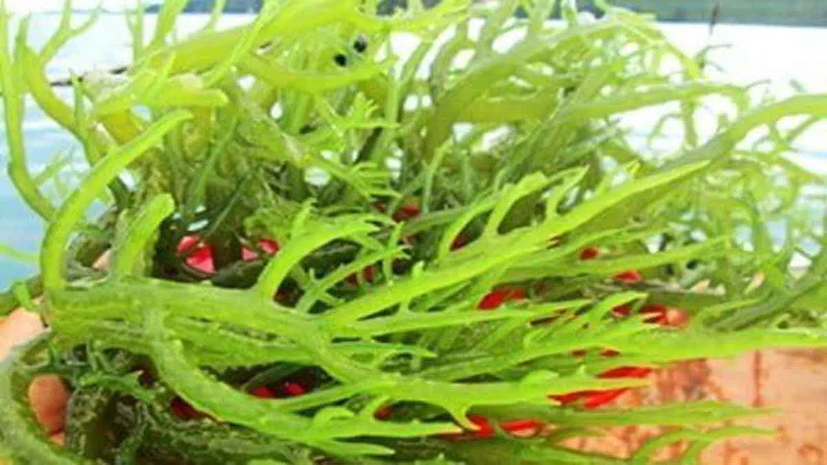 7 Manfaat Rumput Laut Bagi Wajah