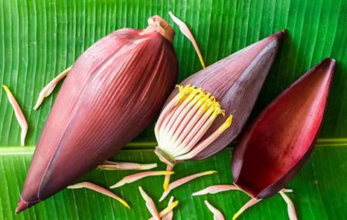 Manfaat Tersembunyi Dari Jantung Pisang, Berikut Ulasannya