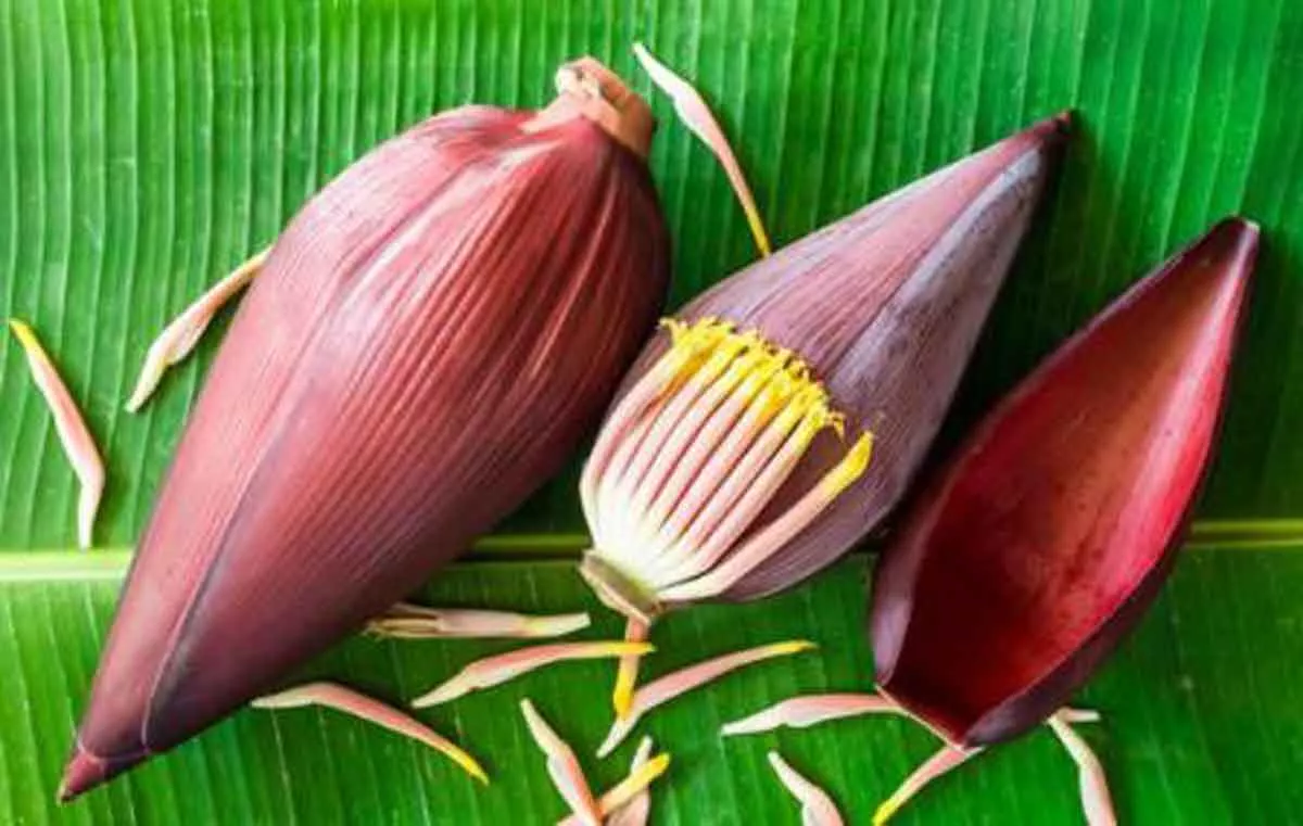 Manfaat Tersembunyi Dari Jantung Pisang, Berikut Ulasannya