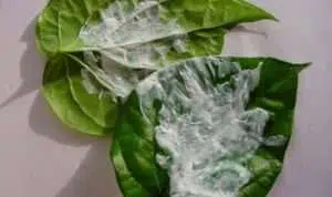 3 Manfaat Kapur Sirih Bagi Kesehatan Yang Jarang Diketahui
