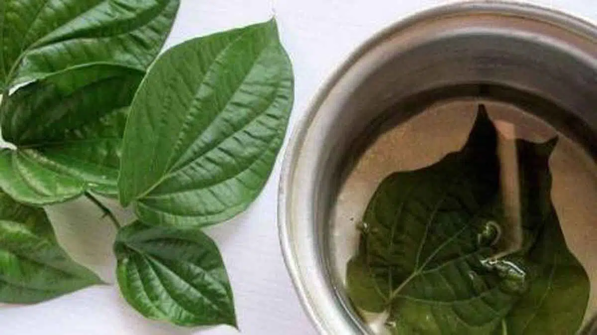 Racik Daun Sirih Jadi Hand Sanitizer Ampuh Cegah Corona