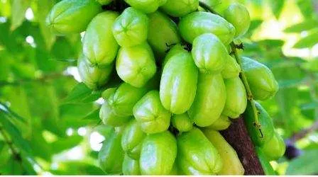 5 Manfaat Luar Biasa dari Belimbing Wuluh bagi Kesehatan Tubuh