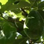 Daun Alpukat Sembuhkan Berbagai Macam Penyakit Dalam Tubuh, Berikut Ulasannya