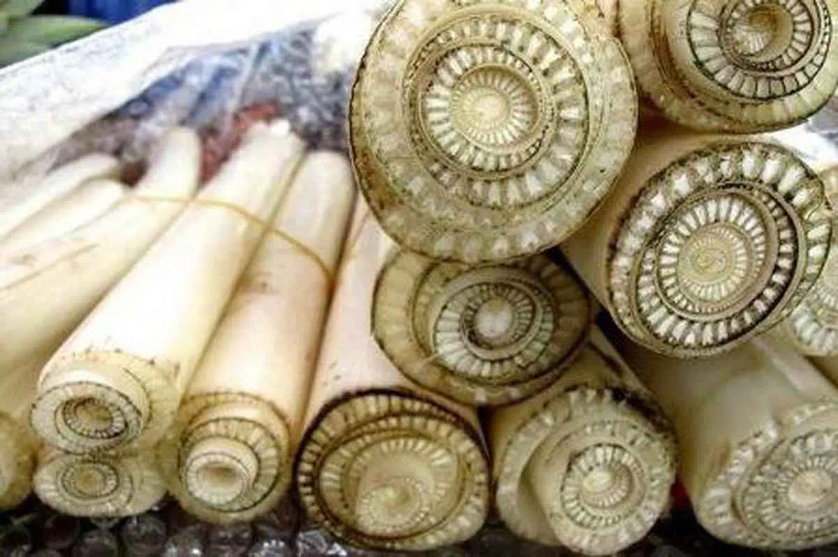 5 Khasiat Ramuan Alami Dari Pelepah Pisang