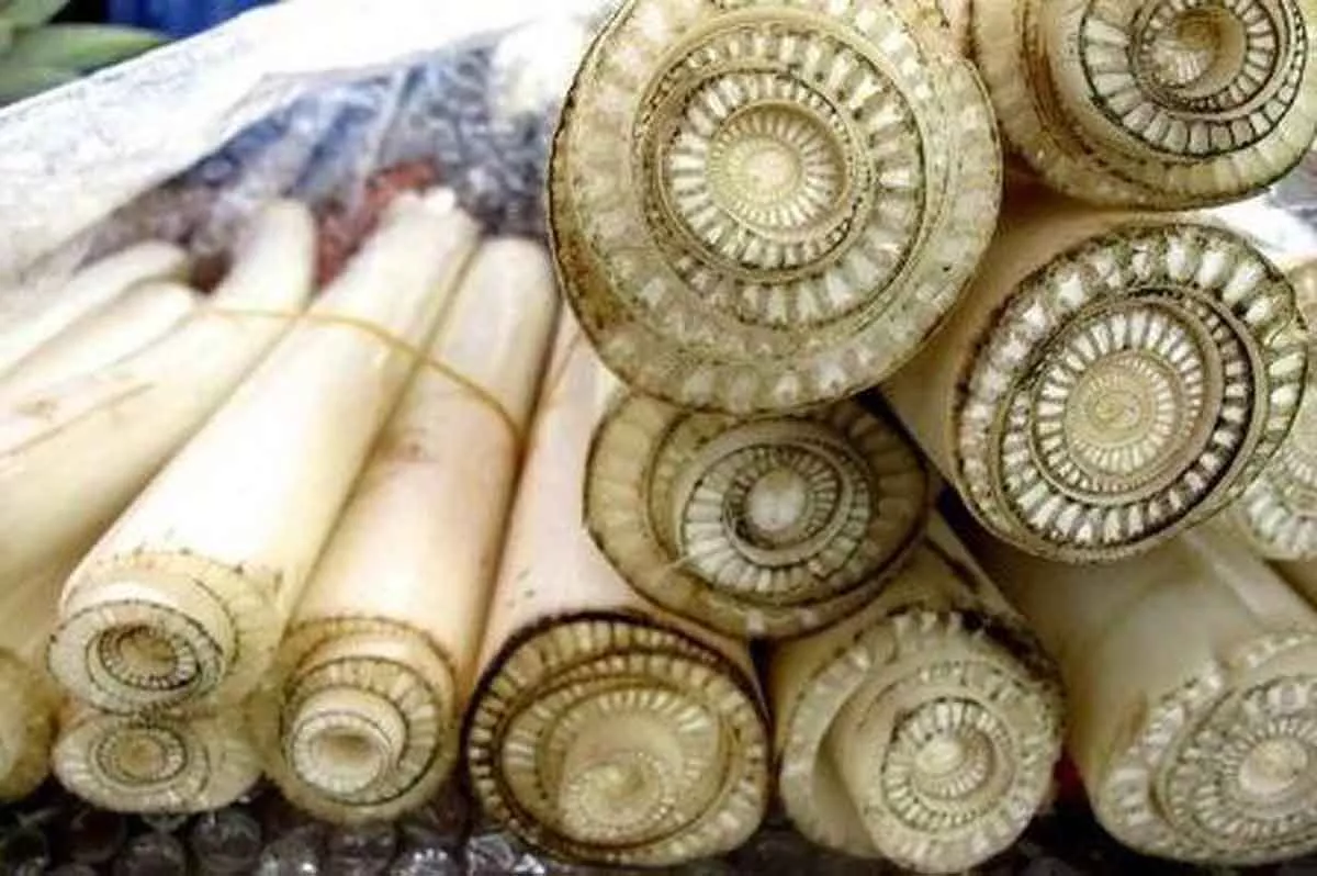 5 Khasiat Ramuan Alami Dari Pelepah Pisang