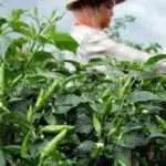 Petani Cabe Rawit Menjerit, Harga Anjlok hingga Seribu Rupiah