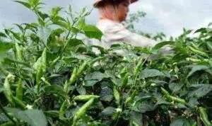 Petani Cabe Rawit Menjerit, Harga Anjlok hingga Seribu Rupiah