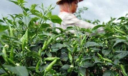 Petani Cabe Rawit Menjerit, Harga Anjlok hingga Seribu Rupiah