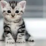 Keistimewaan Kucing Menurut Agama Islam