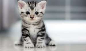 Keistimewaan Kucing Menurut Agama Islam
