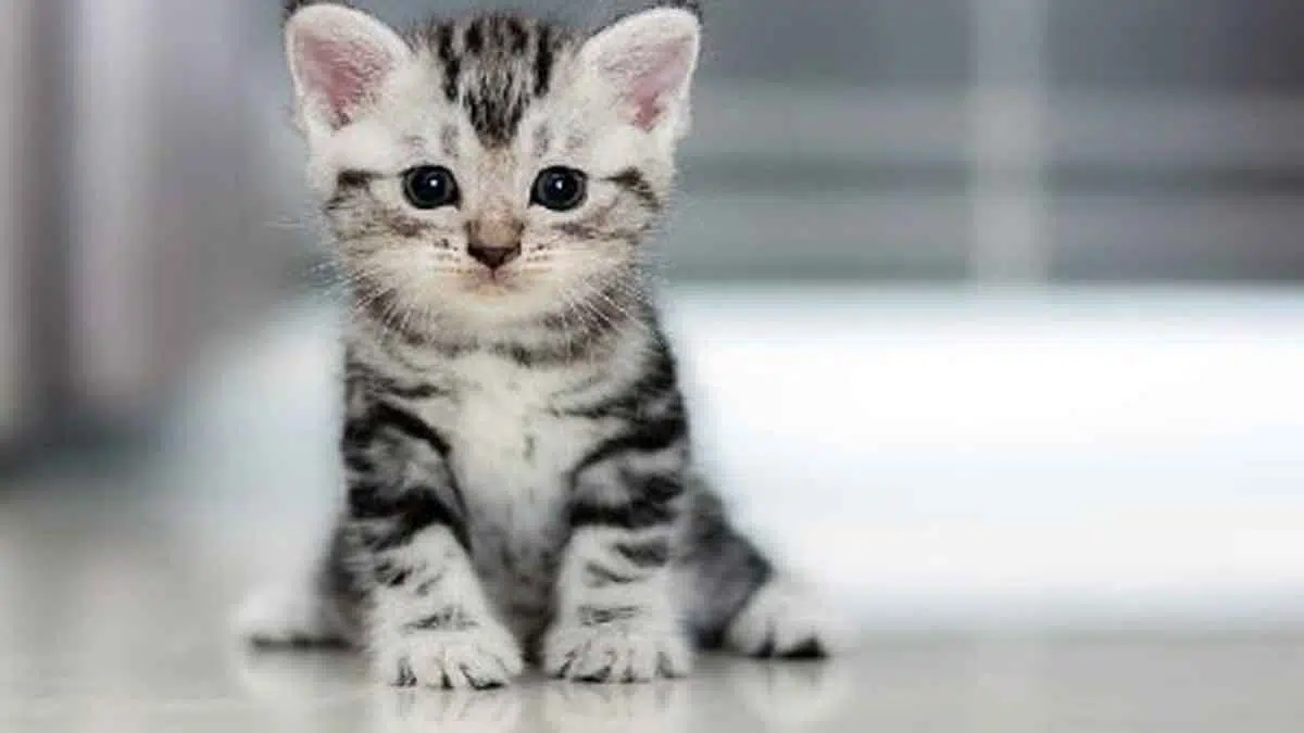 Keistimewaan Kucing Menurut Agama Islam