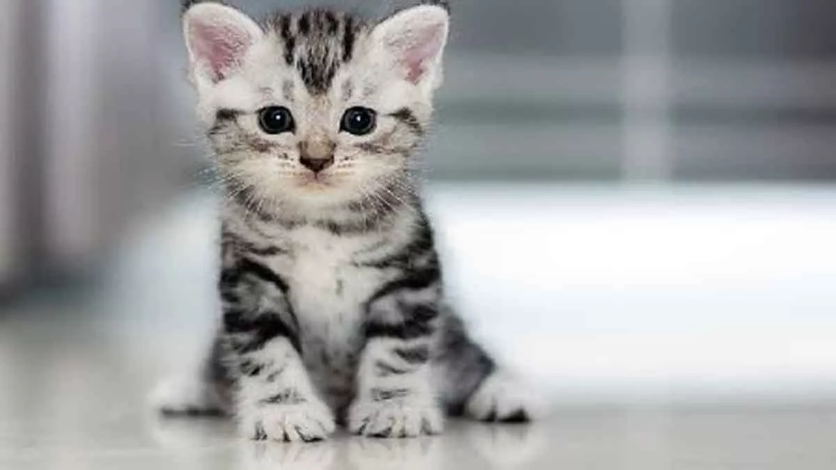 Keistimewaan Kucing Menurut Agama Islam