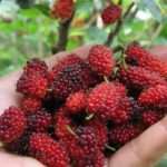 Manfaat Buah Murbei Untuk Kecantikan
