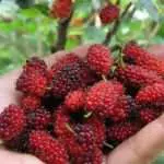 Manfaat Buah Murbei Untuk Kecantikan