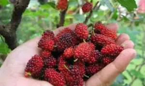Manfaat Buah Murbei Untuk Kecantikan