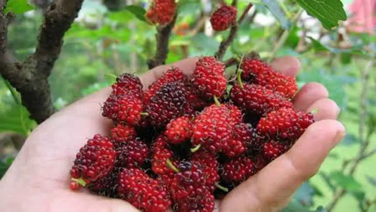 Manfaat Buah Murbei Untuk Kecantikan