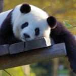 Ratusan Panda Ikut Tes Covid-19 di Cina