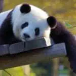 Ratusan Panda Ikut Tes Covid-19 di Cina