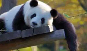 panda cina test virus corona