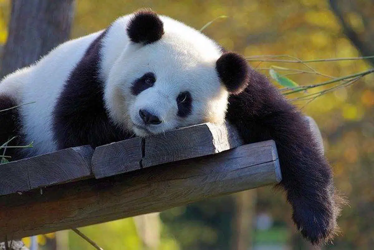 panda cina test virus corona