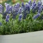 6 Manfaat Lavender Atasi Masalah Kulit