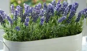 6 Manfaat Lavender Atasi Masalah Kulit