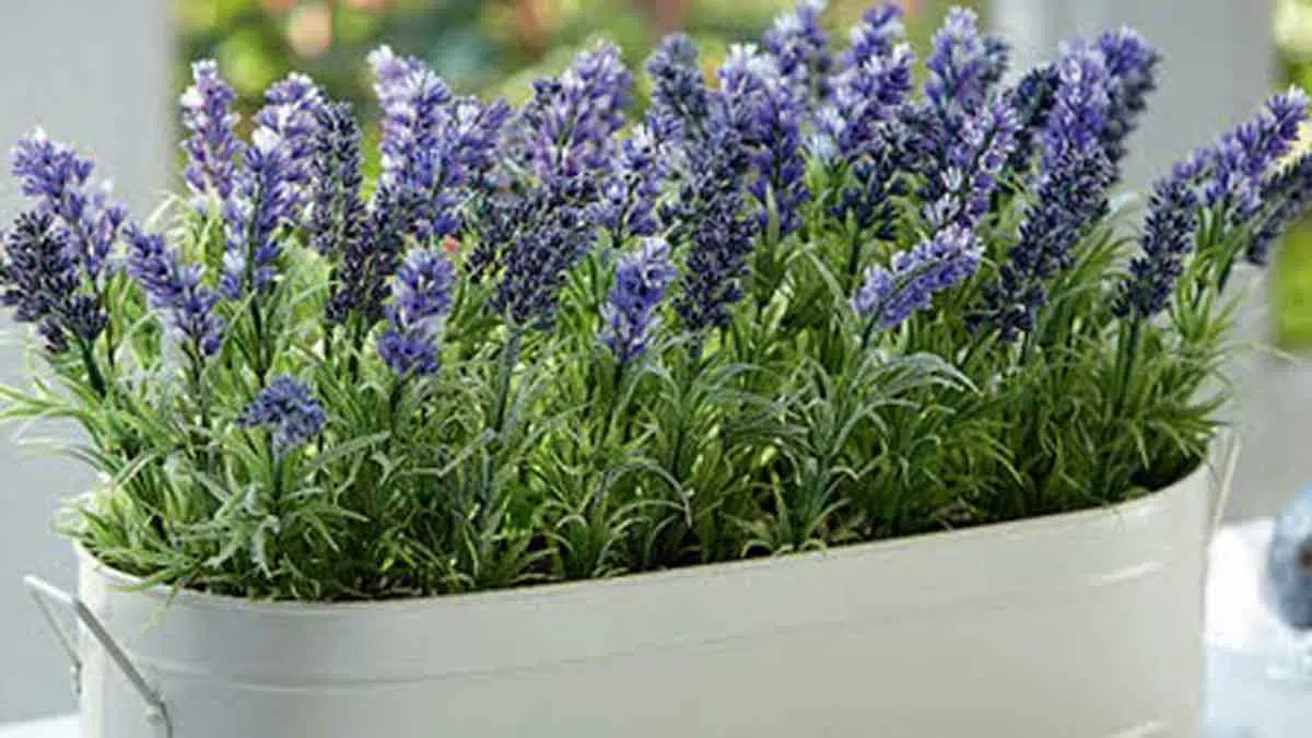6 Manfaat Lavender Atasi Masalah Kulit