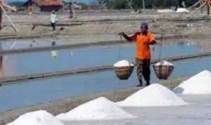 12 Proposal Poktan Garam Pamekasan Ditolak Pemprov Jatim